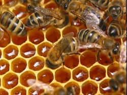 ���� ������� � ��������