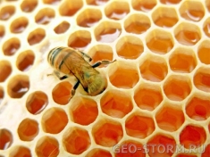 �������� �������� ��������� ��������� �������