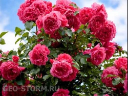 ������� �����