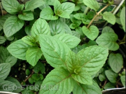 ����� ����