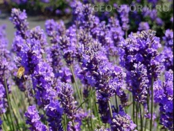 ����� �������