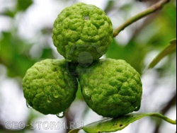 ����� ���������